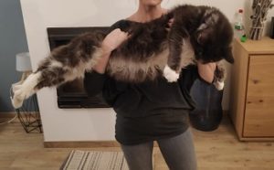 arbre à chat pour maine coon