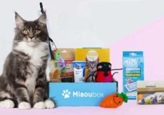 Miaoubox : Un condensé de plaisirs pour matou !