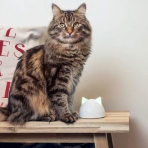 Chatiere Electronique A Puce Votre Chat Vous Dira Merci Chatiere Electronique A Puce Votre Chat Vous Dira Merci