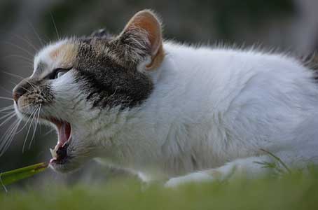 chat qui vomit