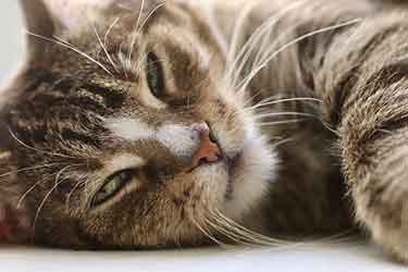 Les 8 maladies les plus courantes chez le chat