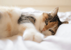 Chat en appartement : Nos conseils pour un chat 100 % heureux