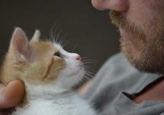 Pourquoi les chats s’attachent-ils souvent à une personne en particulier ?