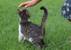 Pourquoi les chats lèvent-ils la queue lorsqu’on les caresse ?