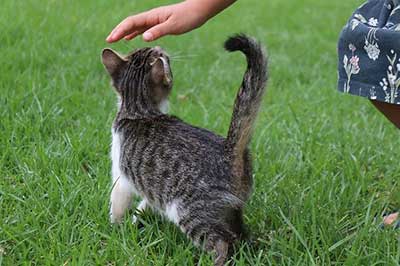 Pourquoi les chats lèvent-ils la queue lorsqu’on les caresse ?