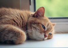 Comment rafraîchir son chat en période de chaleurs et canicule ?