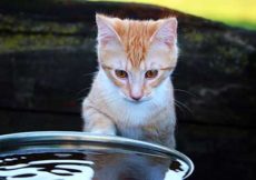 Pourquoi mon chat aime tremper ses pattes dans l’eau ?