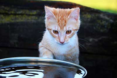 Pourquoi mon chat trempe sa patte dans l'eau ?