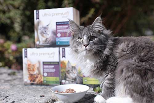 ultra premium direct maine coon