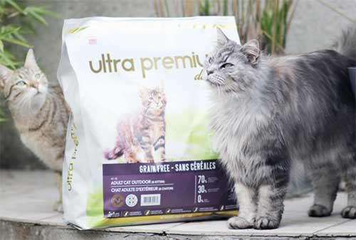 Ultra Premium Direct : Les croquettes qui respectent l’instinct carnivore de votre chat