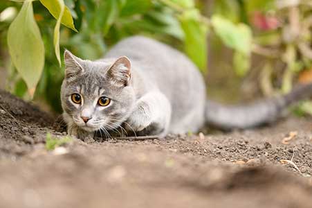 croquettes chat sans céréales