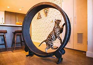 roue pour chat d'interieur