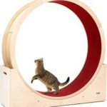 roue pour chat