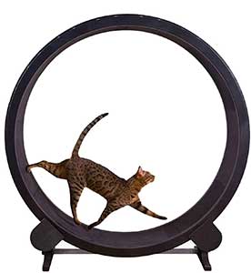 roue d'exercice pour chat