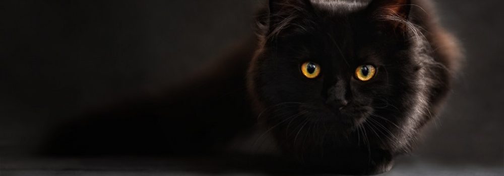 CHAT ACCESSOIRES accessoires pour Maine Coon