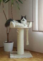 chartreux arbre a chat rhrquality